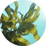 海藻エキス