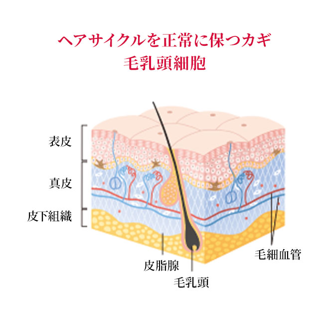 ヘアサイクルを正常に保つカギ毛乳頭細胞のイメージ