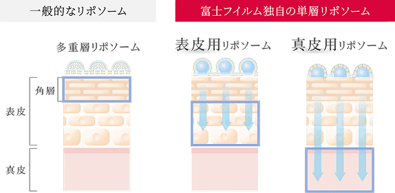 一般的なリポソームと富士フィルム独自の単層リポソームの比較イメージ