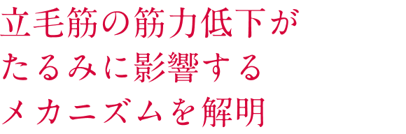 立毛筋の筋力低下がたるみに影響するメカニズムを解明