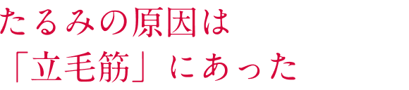 たるみの原因は「立毛筋」にあった
