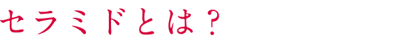 セラミドとは？