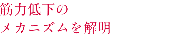 筋力低下のメカニズムを解明