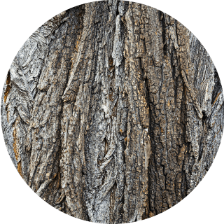 アカシア樹皮由来プロアントシアニジン イメージ