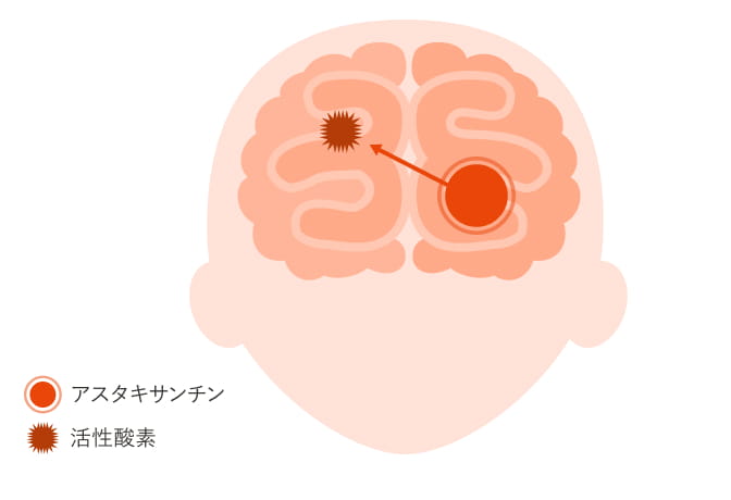 脳の中で発生する活性酸素 イメージ