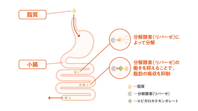 脂質の吸収を抑えるエピガロカテキンガレートの仕組み