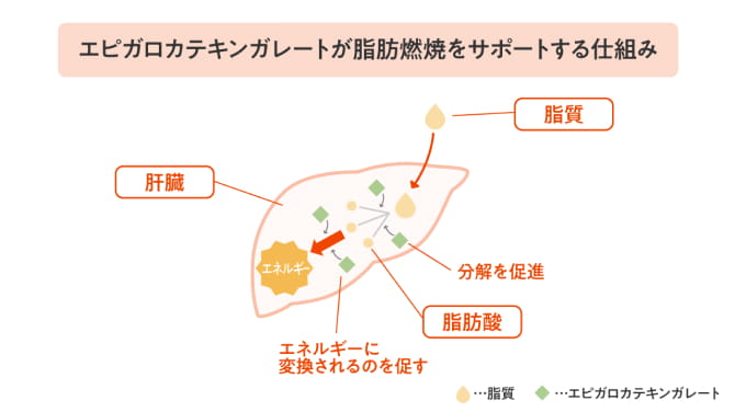 エピガロカテキンガレートが脂肪燃焼をサポートする仕組み