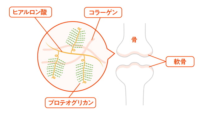 プロテオグリカンの役割