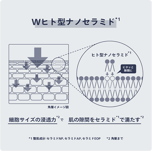 Wヒト型ナノセラミド　イメージ図