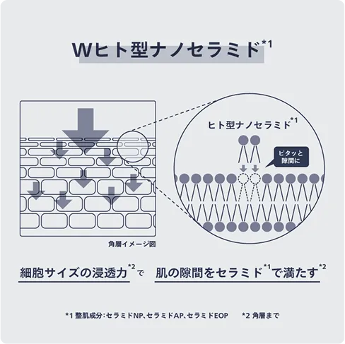 Wヒト型ナノセラミド　イメージ図