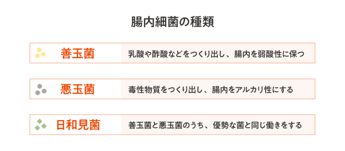 腸内細菌の種類