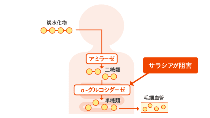 糖の吸収に関して